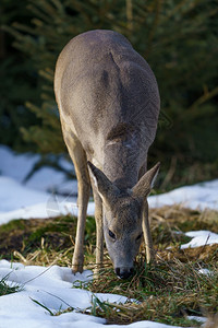 观看讨好森林中的野鹿冬季卡普雷奥勒斯角鹿户外图片