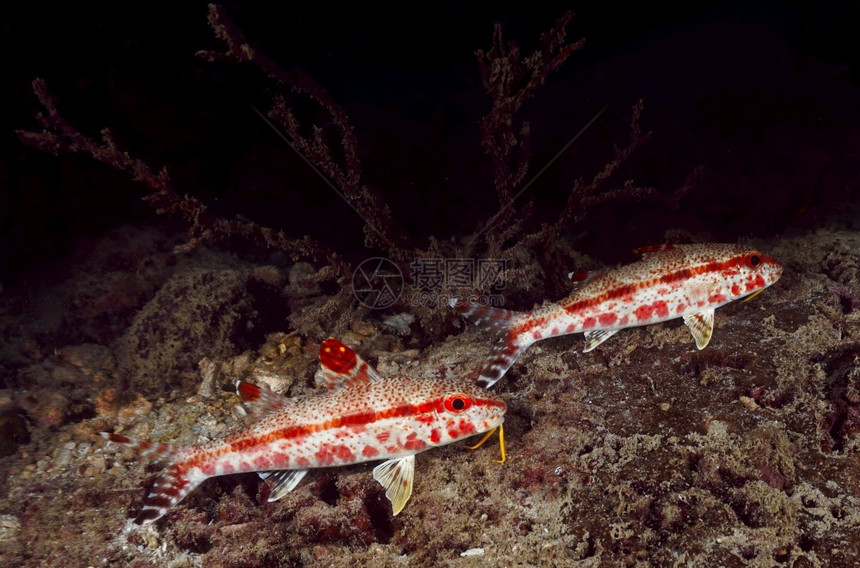 夜间在珊瑚礁的山羊鱼学校异国情调水族馆图片