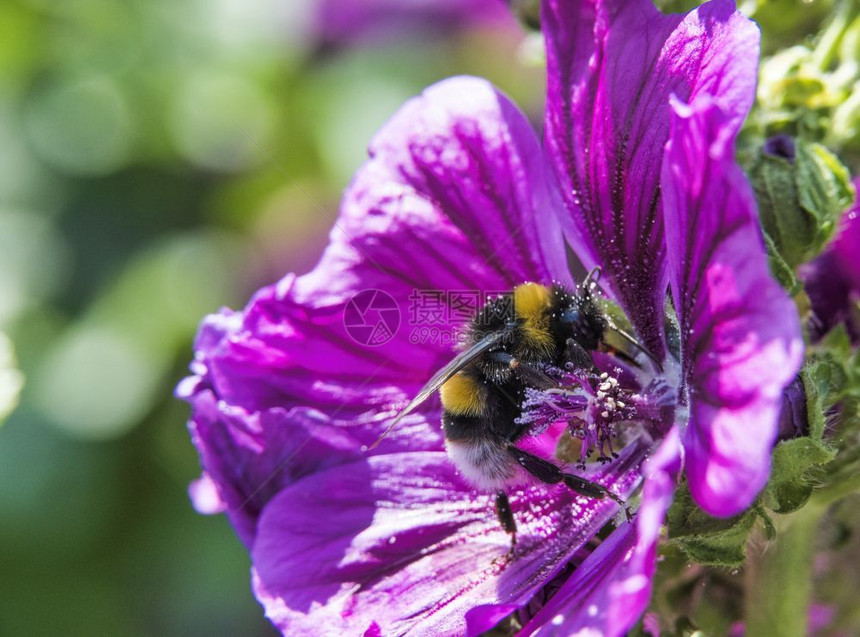 蜜糖满的大黄蜂在花园紫中寻找蜂蜜熊图片