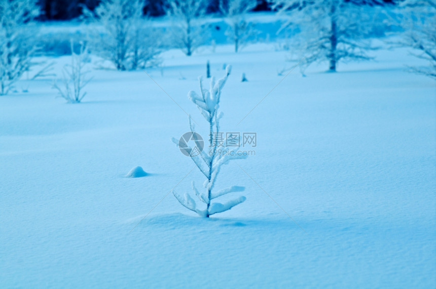 冷冻冬季风景和美xAsnow覆盖的树木和灌枝场景蓝色的图片