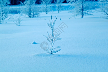 冷冻冬季风景和美xAsnow覆盖的树木和灌枝场景蓝色的图片