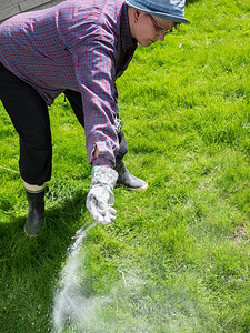 春天园丁植物妇女照顾草坪和施肥图片