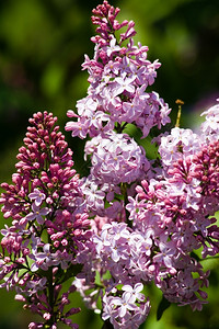 5月1号常见的春天207年5月1日拉克分会紫色的背景
