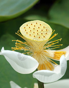 颜色植物越南花朵纯白莲湄公河三角洲越南的象征美丽布露森紧闭花芽绿底盛开背景图片