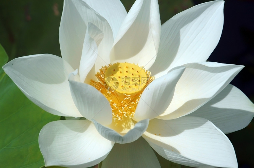 新鲜的越南花朵纯白莲湄公河三角洲越南的象征美丽布露森紧闭花芽绿底好的壁橱图片