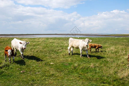 草原上的牛羊图片