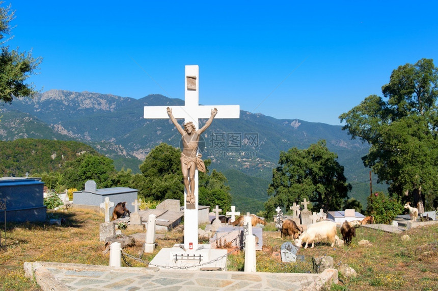 景观叉维林克在法国科西嘉岛小山村PrunellidiFiumorbo的上有许多山羊图片