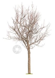 木头早期春时青树和芽苗在白背景上与隔绝感知生命的复兴和春天按钮树干图片