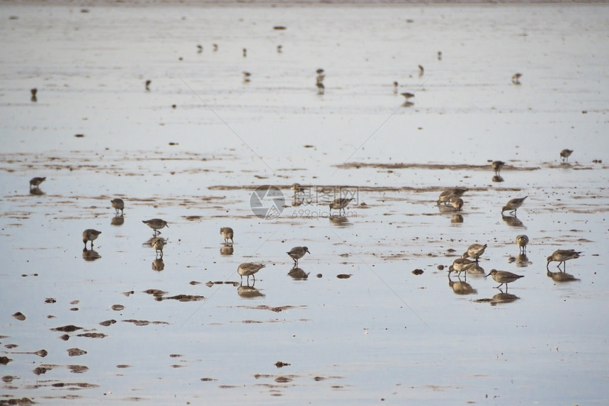 在联合王国诺福克海岸喂养的桑德林人海鸟自然户外图片