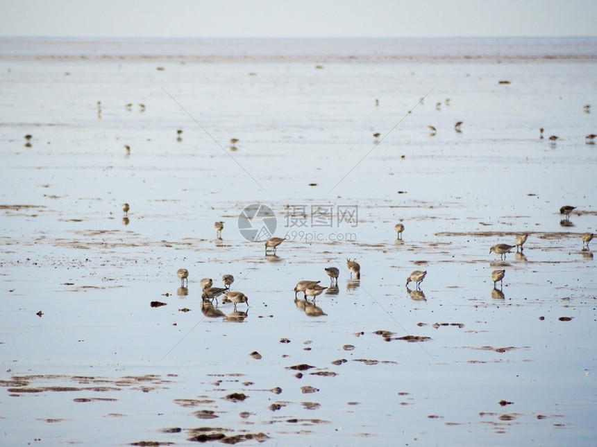 喂食在联合王国诺福克海岸喂养的桑德林人海岸线观鸟图片