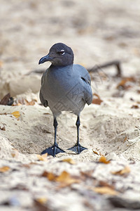 加拉帕戈斯州托尔图加湾的沙地上站着燕尾瓜海滩喙鸥图片
