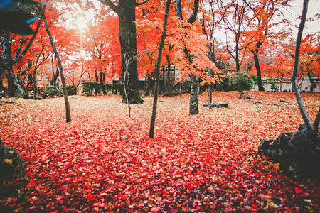 落叶满地的红枫林图片
