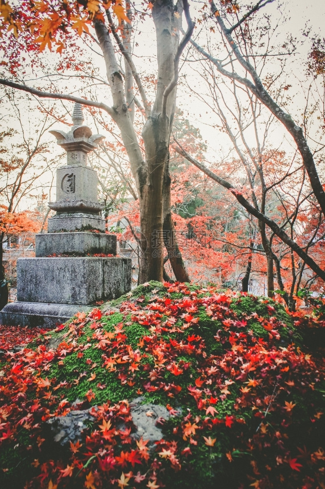 丰富多彩的花园旅行来自日本京都的彩色木叶和树枝图片