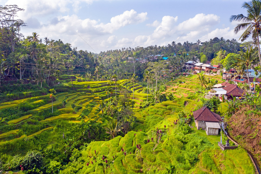 梯子种植园印度尼西亚巴厘岛的JatiluwihRice台场地图片