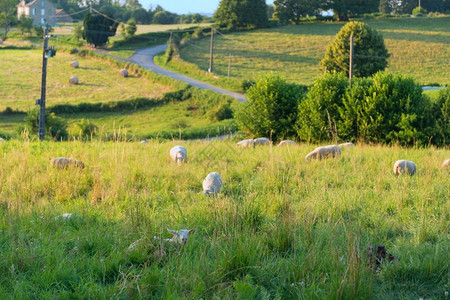 在法国风景和山丘中放牧的羔羊动物村庄阿基坦图片