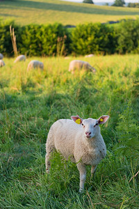 在法国风景和山丘中放牧的羔羊阳光圣米德黑色的图片