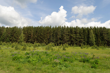 自然针叶树旅游密藏森林景观大面积清扫绿草地阳光明媚的夏日图片