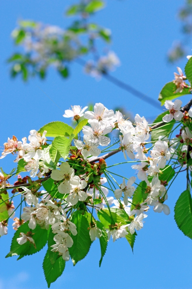 清春初美丽的樱桃树花叶子绽放天空图片