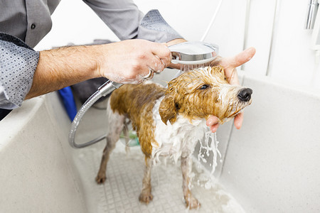纯种男一只可爱狗洗澡的画面棕色图片