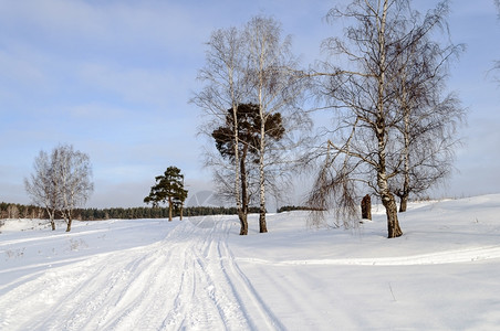 冬日下雪的小树林图片