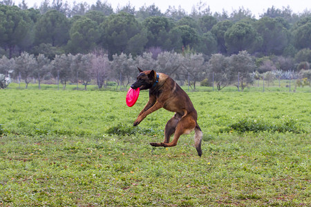 养狗训练用嘴抓飞盘的狗我可以吗美丽的跑图片