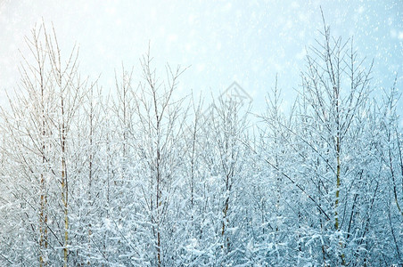 季节冬天树雪和天空大自然冰冷图片