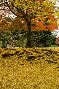 秋日金色树木背景图片