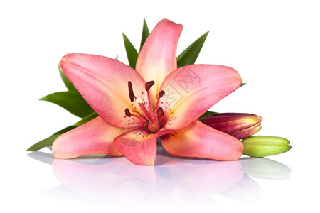白色背景的粉红百合李花富劳卡夏天植物图片