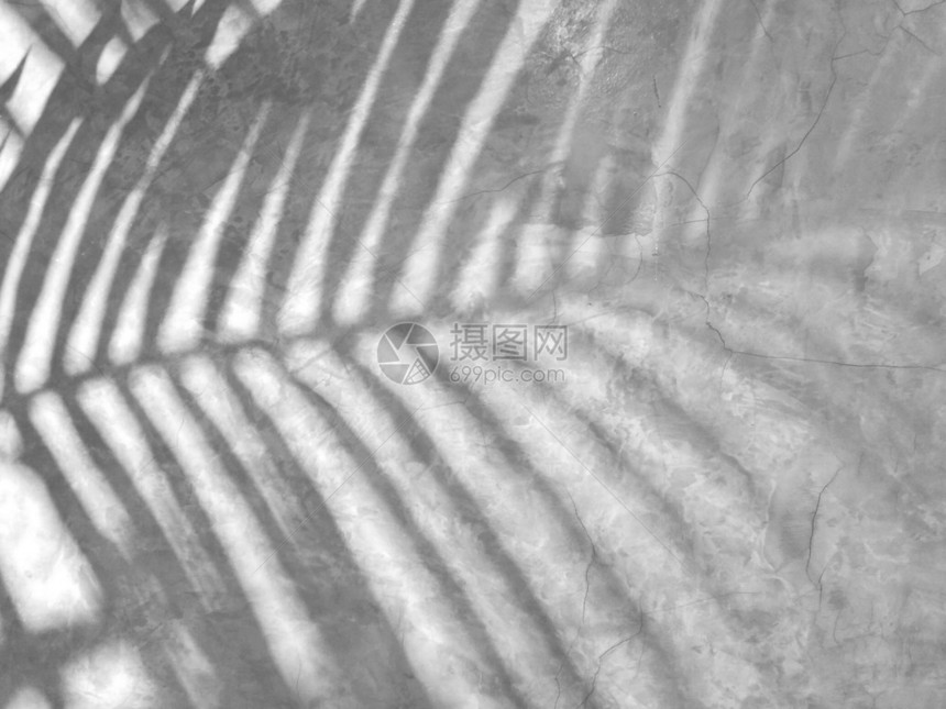 植物学阴影树叶同类墙壁背景上的影子棕榈叶抽象纹理图片