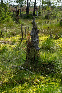 单独在有苔和草的荒地上腐烂树干在有苔稼和草的平原上腐烂树干人们德国图片