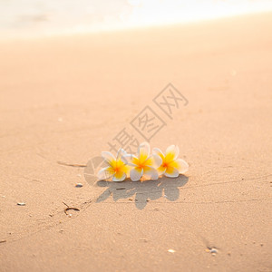 自然海滩白花在沙上清晨阳光照耀着从后面闪亮的光芒异国情调图片