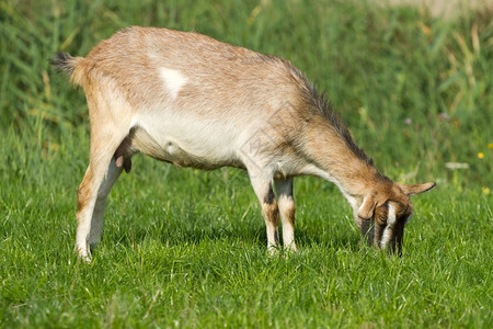 脊椎动物农业山羊在绿草上吃农田图片