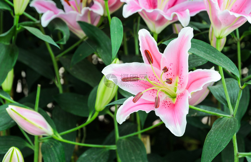 粉红东方百合花在园中开植物学颜色户外图片