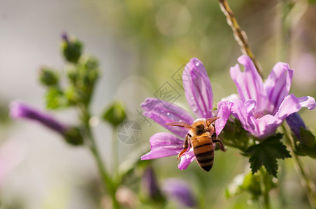 植物学自然蜜蜂收集麦芽花的粉浆蜜蜂收集粉药用图片
