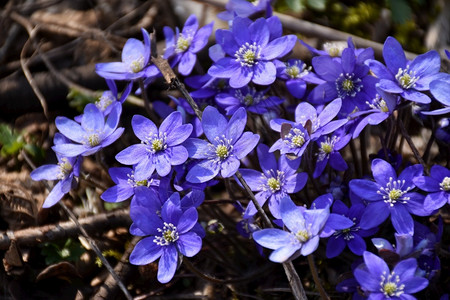 自然肝春季阳光照耀的蓝火葵花瓣背景图片