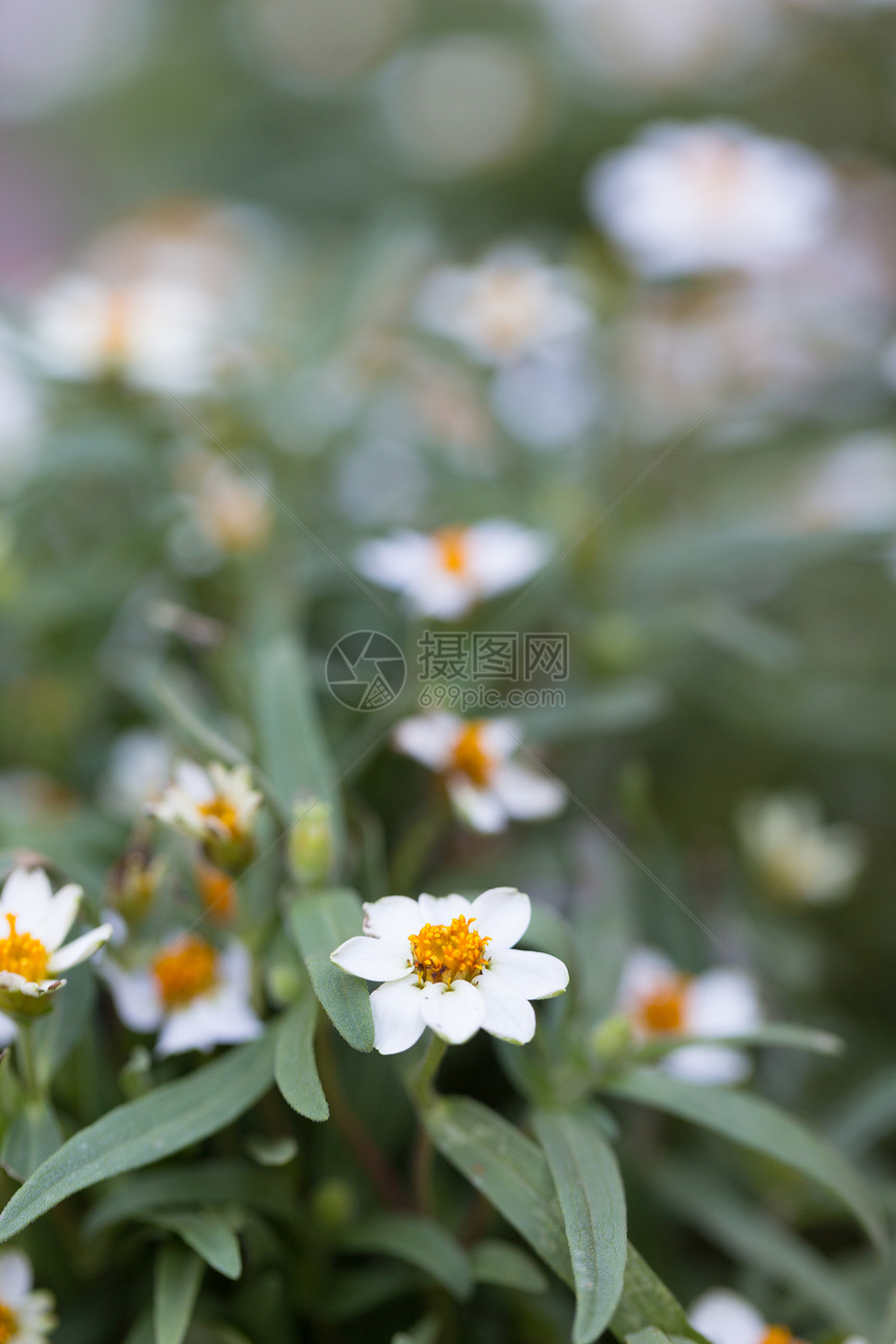 衬套花的小白朵园里满盛着黄色的鲜花夏天图片