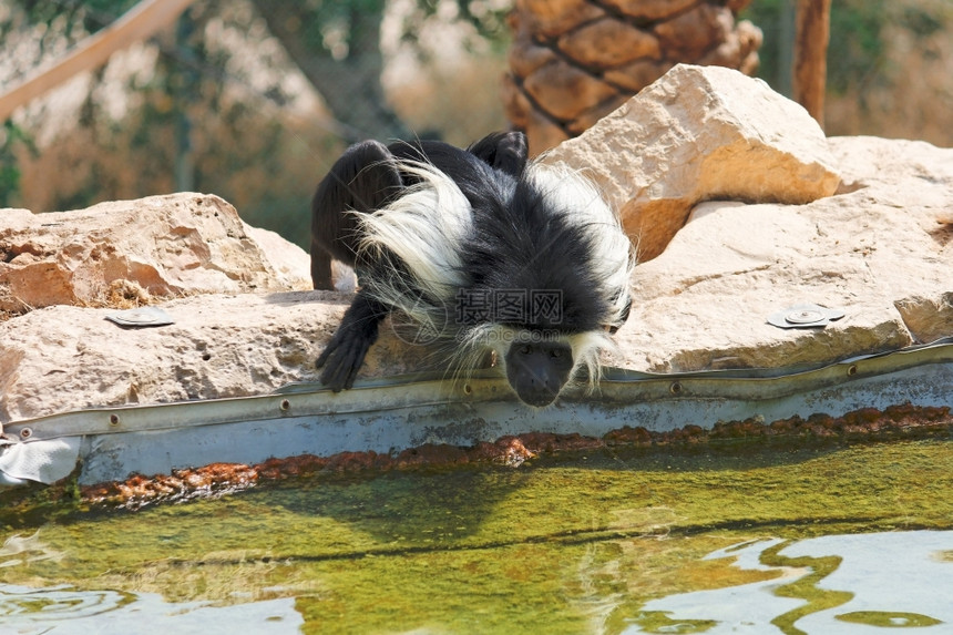 在动物园的池塘里喝着黑白猴原始绿色蓬松的图片