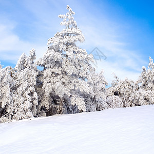 天气阳光白雪松树圆形景观户外图片