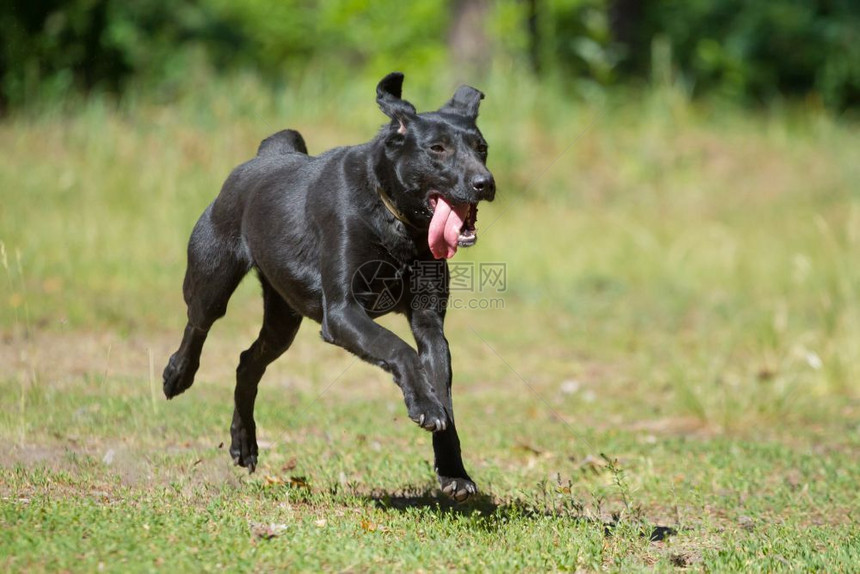 黑狗在公园里跑来去肖像快速地拉布多犬图片