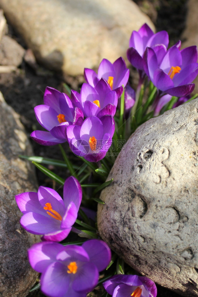 美丽紫色番红花在阳光明媚的春日番红花vernus春季图案特写在绿色草地上开花的番红自然和卉背景紫色番红花在阳光明媚的春日番红花季图片