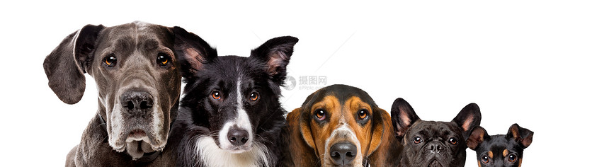 牧羊犬獒纯种5条不同尺寸的狗在白色背景上隔离5只不同的尺寸狗五只不同尺寸的狗图片