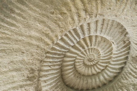 在石块纹理表面关闭Ammonite古史前化石董动物结图片