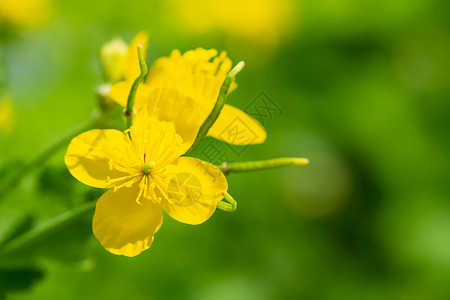 马朱斯黄雪地花朵在天然绿色背景上开花的荒野图片