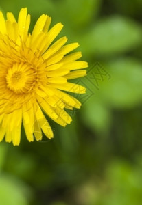 本底模糊大型黄色盛开的花朵近距离闭合夏天细节新鲜图片