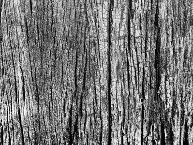 自然墙树干以暗为背景的黑白树皮贴近干燥纹理图片
