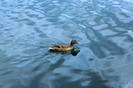 湖鸟类学水面灰鸭上的子盖墙在水面上游泳禽图片