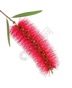 蕊在白色背景上孤立的红花瓶子刷树色朵澳大利亚人粉色的图片