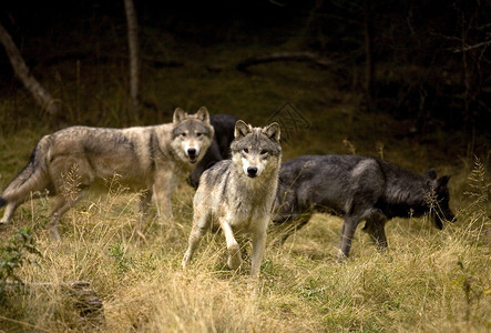 犬类物种战地好奇狼英国高清图片