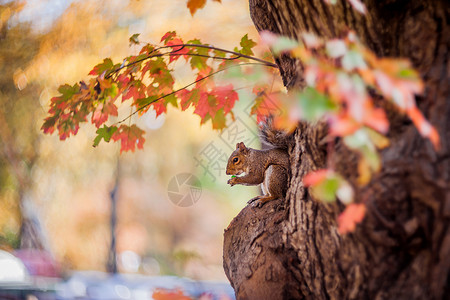 秋天小松鼠秋季枫林中的小松鼠背景