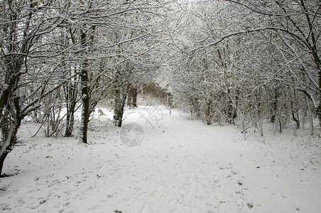 冬季的森林美景图片